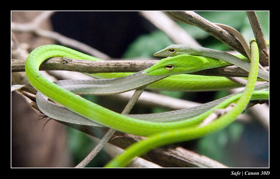 2006 - 07 - Kuala lumpur -  Aquarium 09